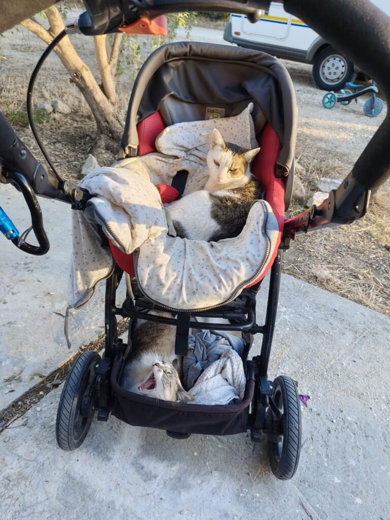 Nos deux chats dans la poussette de bébé